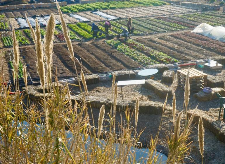 Agriculture urbaine Le Talus Marseille jardin