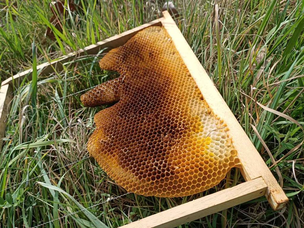Jamie Lozoff, apicultrice à Marseille (cadre de ruche)
