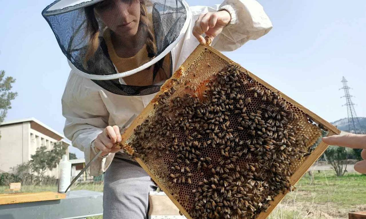 Jamie Lozoff, apicultrice à Marseille (cadre de ruche avec abeilles)