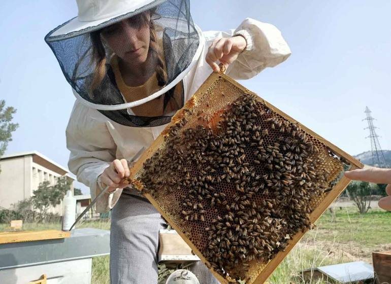 Jamie Lozoff, apicultrice à Marseille (cadre de ruche avec abeilles)