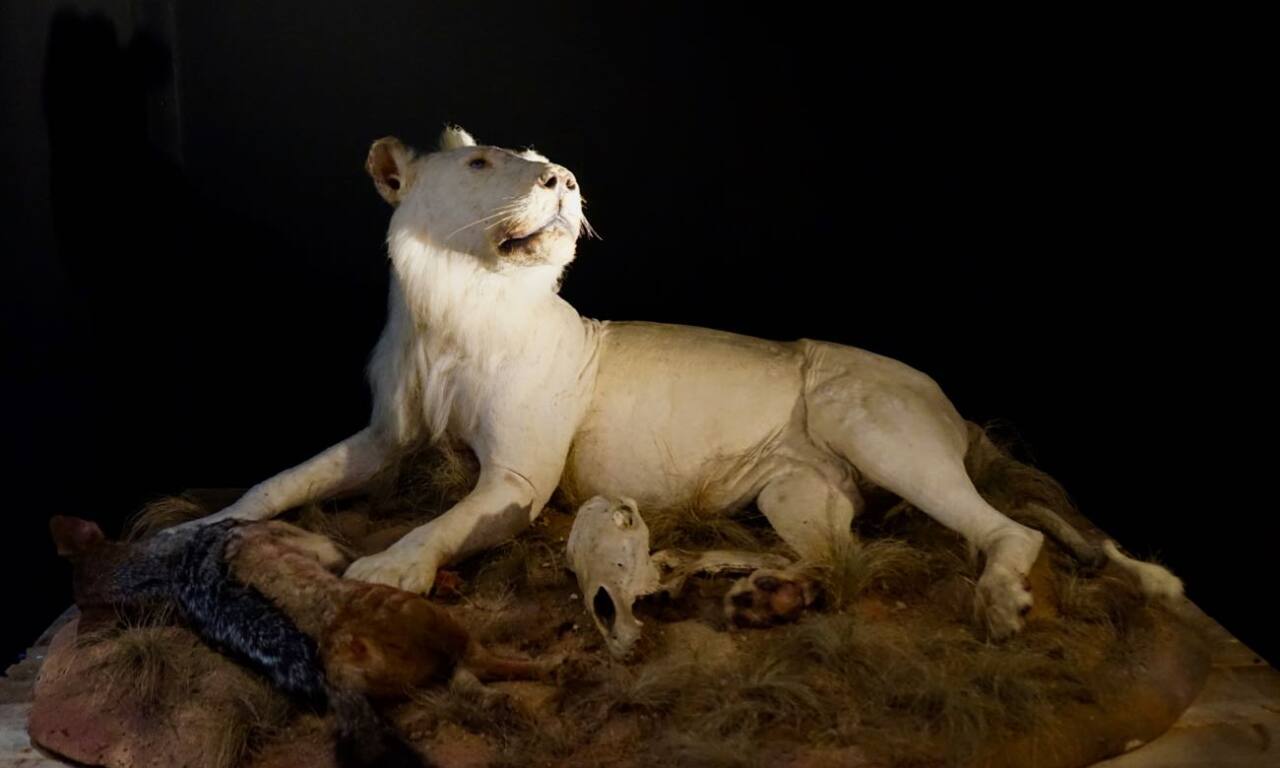 Trafic ! Regard sur le commerce illicite des espèces sauvages au Muséum d'Histoire Naturelle de Marseille (Lion Blanc)