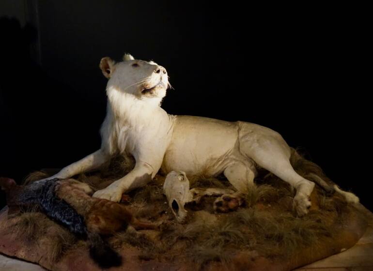 Trafic ! Regard sur le commerce illicite des espèces sauvages au Muséum d'Histoire Naturelle de Marseille (Lion Blanc)