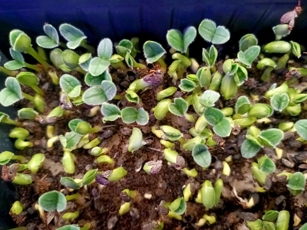Wesh grow : micro-pousses à Marseille (plantes)