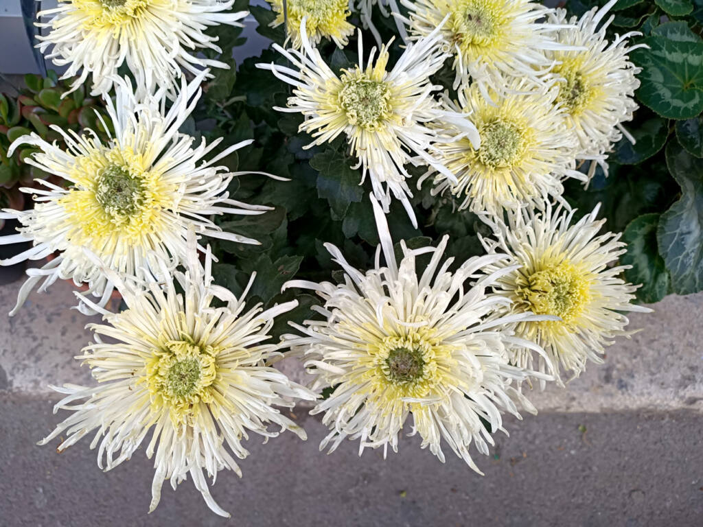 Ziggy, fleuriste à Marseille : chrysanthèmes