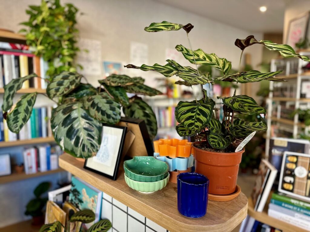 Mostera est un concept store, café et cantine. On y trouve des plantes, des livres et de quoi se régaler toute la journée. (plantes d'intérieur)