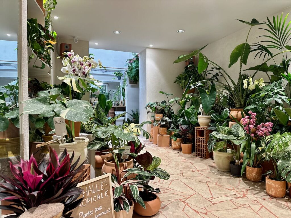 Canopée est à la fois fleuriste, pépinière et concept store végétal. On y trouve tout type de plantes, un bar à fleur, de la décoration et tout le nécessaire pour verdir aussi bien son esprit que son intérieur. (jungle)