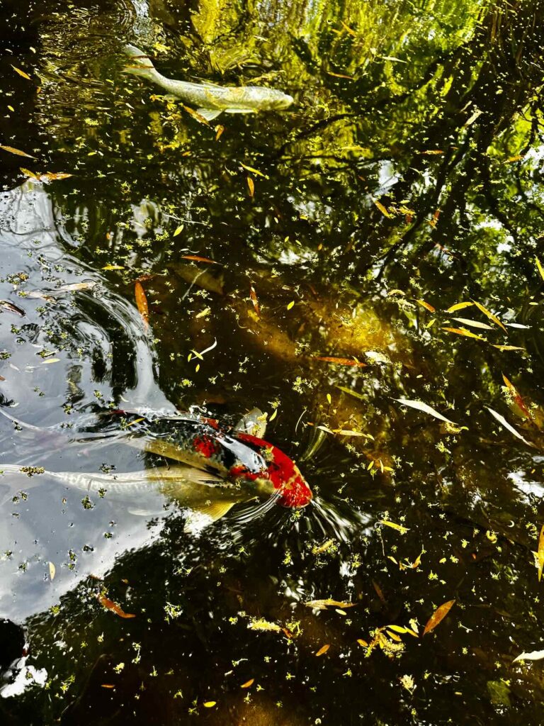 Au cœur du Parc Borély, le Jardin botanique Édouard-Marie Heckel offre une parenthèse inattendue. Derrière ses allées discrètes se cache un véritable musée du vivant, où plus de 3 000 espèces venues des cinq continents composent un paysage à la fois scientifique et poétique. Un lieu à part, où l’on voyage sans quitter Marseille 5carpes Koi)