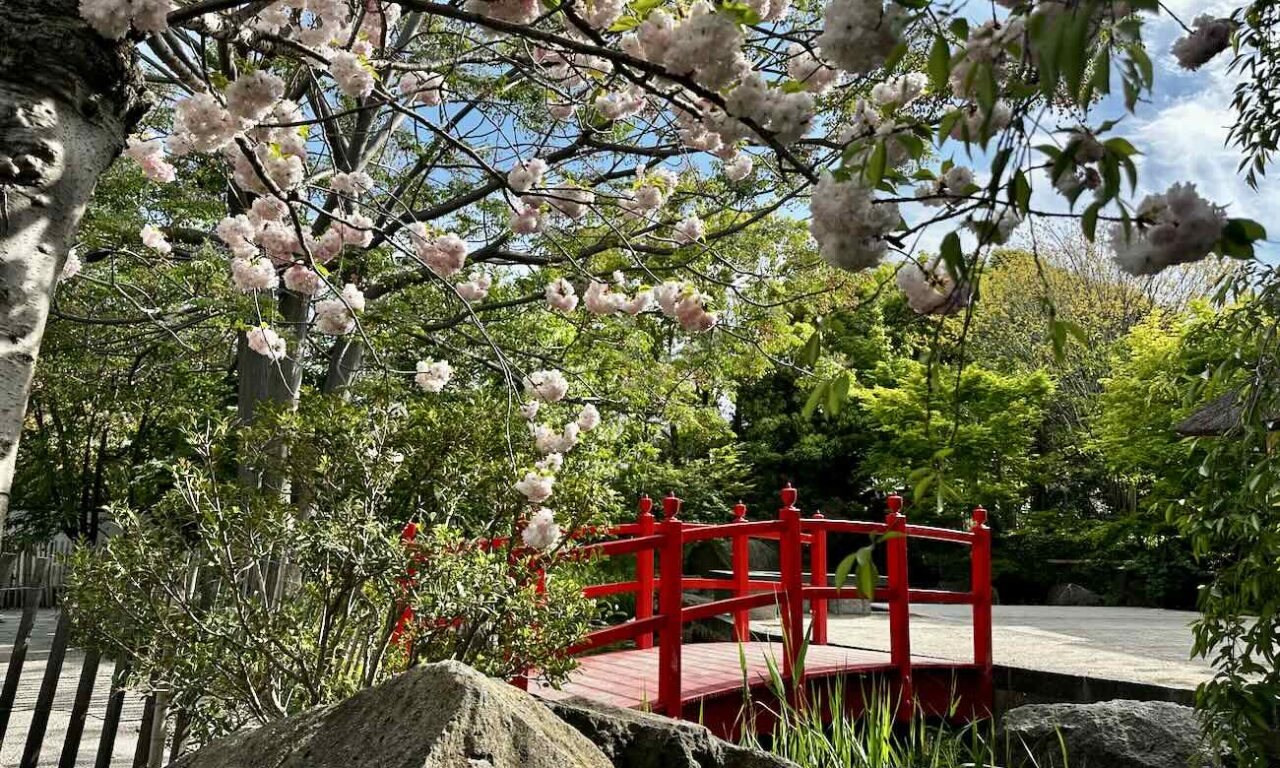 Au cœur du Parc Borély, le Jardin botanique Édouard-Marie Heckel offre une parenthèse inattendue. Derrière ses allées discrètes se cache un véritable musée du vivant, où plus de 3 000 espèces venues des cinq continents composent un paysage à la fois scientifique et poétique. Un lieu à part, où l’on voyage sans quitter Marseille (Pont japonais)