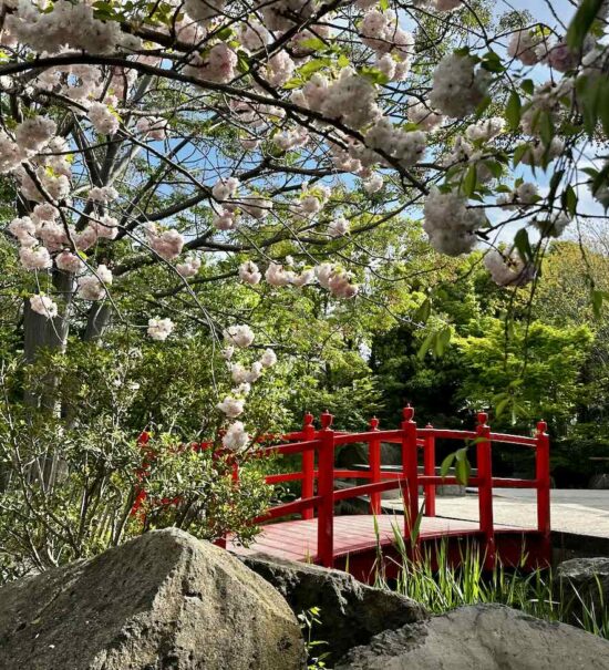 Au cœur du Parc Borély, le Jardin botanique Édouard-Marie Heckel offre une parenthèse inattendue. Derrière ses allées discrètes se cache un véritable musée du vivant, où plus de 3 000 espèces venues des cinq continents composent un paysage à la fois scientifique et poétique. Un lieu à part, où l’on voyage sans quitter Marseille (Pont japonais)