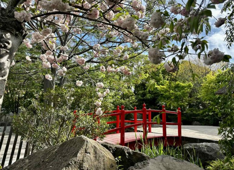 Au cœur du Parc Borély, le Jardin botanique Édouard-Marie Heckel offre une parenthèse inattendue. Derrière ses allées discrètes se cache un véritable musée du vivant, où plus de 3 000 espèces venues des cinq continents composent un paysage à la fois scientifique et poétique. Un lieu à part, où l’on voyage sans quitter Marseille (Pont japonais)