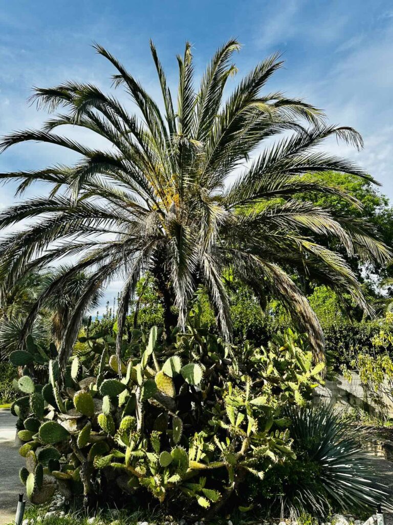 Au cœur du Parc Borély, le Jardin botanique Édouard-Marie Heckel offre une parenthèse inattendue. Derrière ses allées discrètes se cache un véritable musée du vivant, où plus de 3 000 espèces venues des cinq continents composent un paysage à la fois scientifique et poétique. Un lieu à part, où l’on voyage sans quitter Marseille 5palmier)