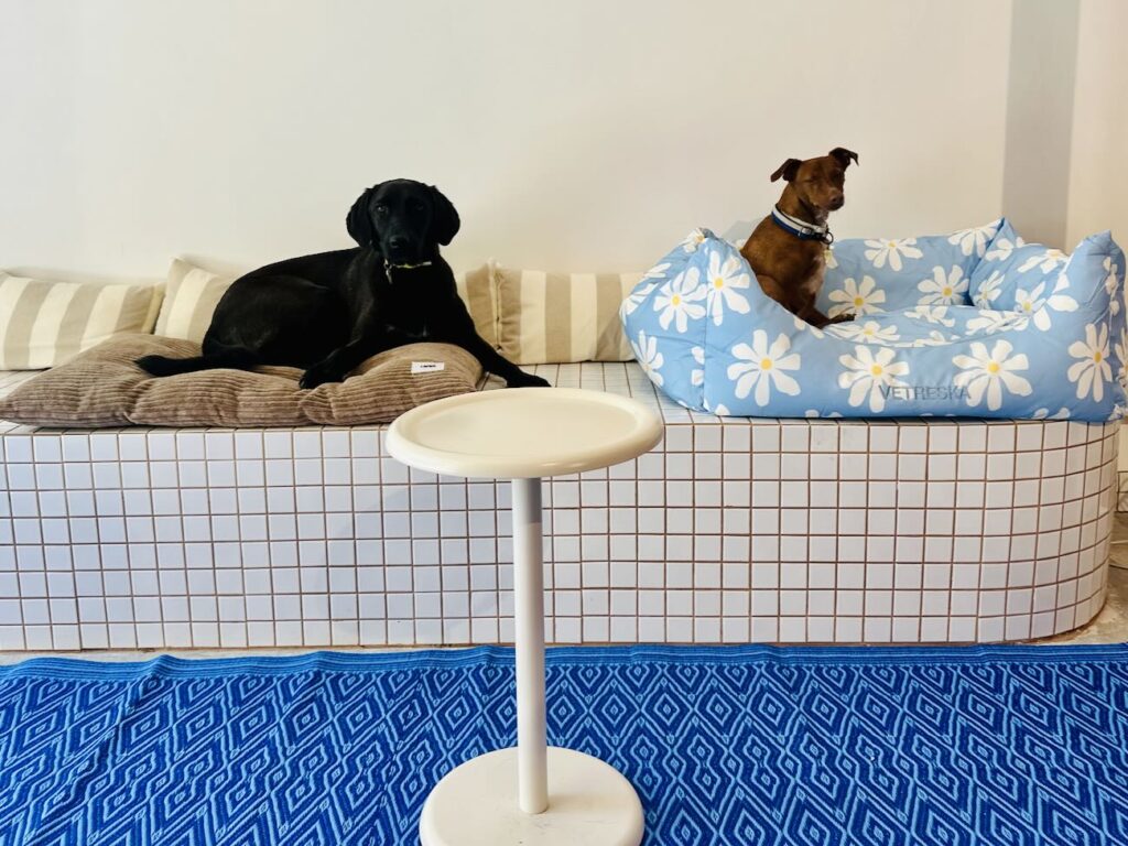 Chien Bleu est un concept-store canin situé entre le Vieux-Port et le quartier du Panier à Marseille. Il propose une boutique d'accessoires et de produits alimentaires, une garderie et un espace toilettage mais aussi une buvette pour leurs maîtres (garderie)